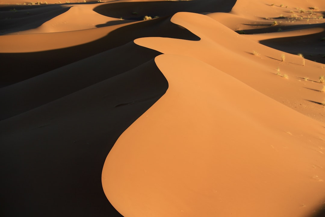 Stylized desert safari route illustration